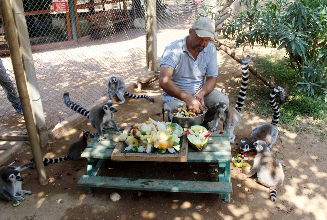 Antalya'da hayvanlar sıcaklarla buzlu kokteyl sayesinde baş ediyor 1